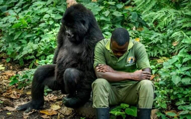Virunga